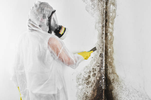 Mold Removal and Inspection in Spring Lake, MI