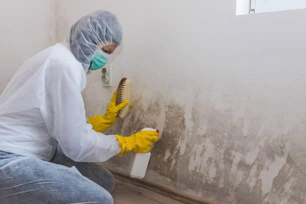 Best Affordable Mold Removal  in Spring Lake, MI