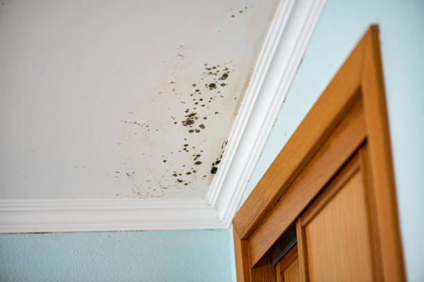 Best Fast Mold Removal  in Spring Lake, MI