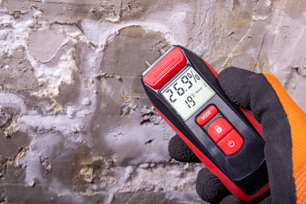 Best Same-Day Mold Removal  in Spring Lake, MI