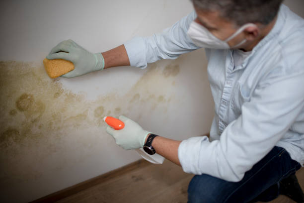 Best Water Damage Restoration  in Spring Lake, MI