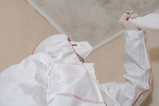 Best Local Mold Removal Service  in Spring Lake, MI