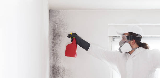 Best Local Mold Removal Service  in Spring Lake, MI