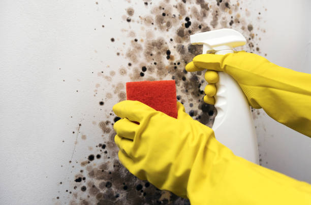 Best Best Mold Removal Companies  in Spring Lake, MI