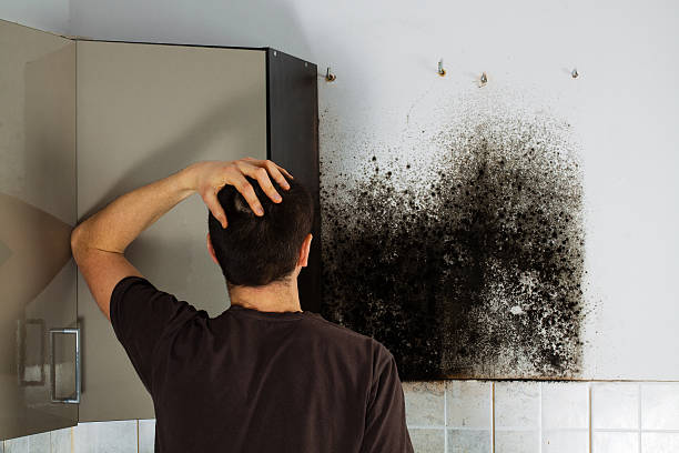 Best Mold Remediation  in Spring Lake, MI